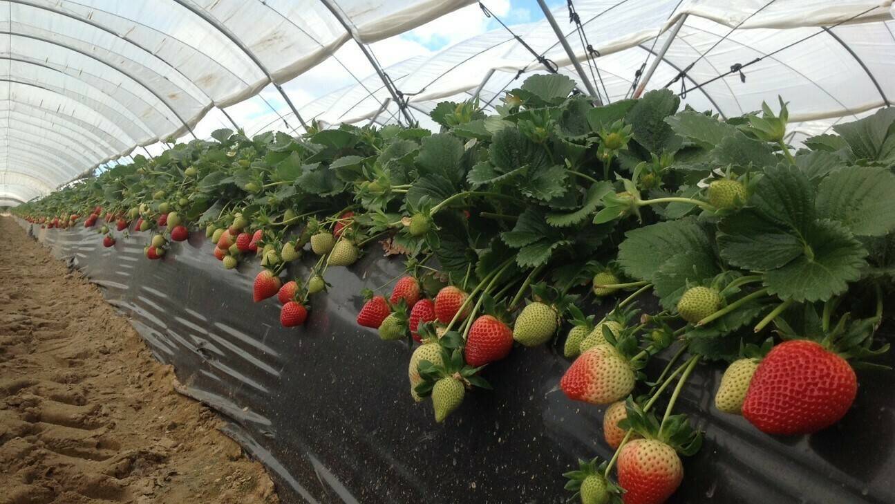 Fresa Victory 3|Fresa Victory 1